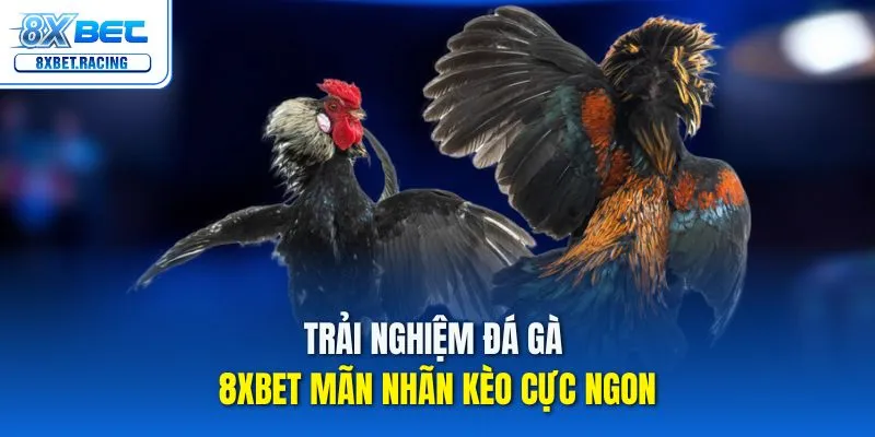 Khám phá sảnh đá gà 8xbet đẳng cấp với những trận đấu kịch tính