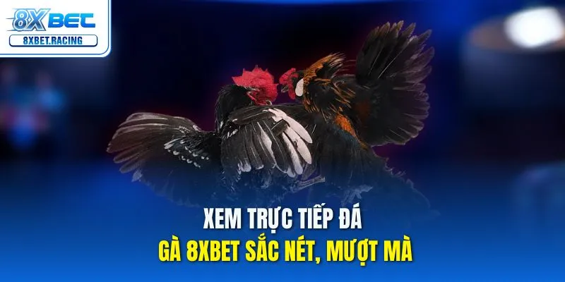 Xem trực tiếp đá gà 8xbet sắc nét, mượt mà