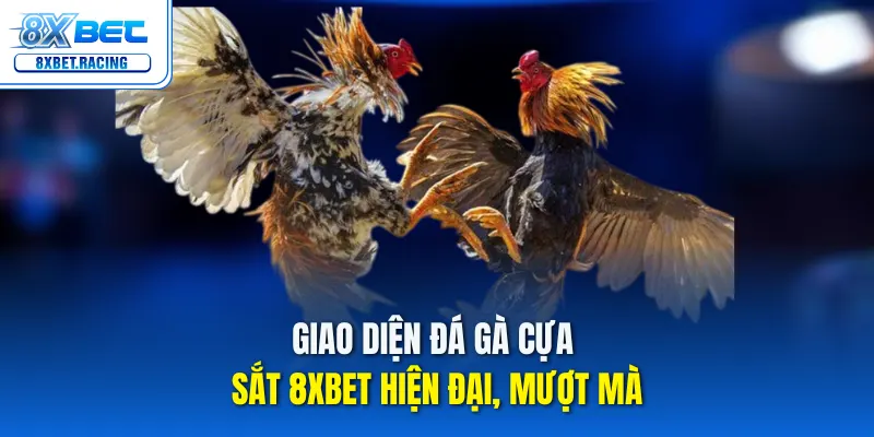 Giao diện đá gà cựa sắt 8xbet hiện đại, mượt mà