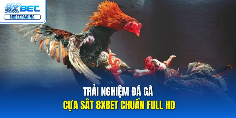 Trải nghiệm đá gà cựa sắt 8xbet chuẩn Full HD